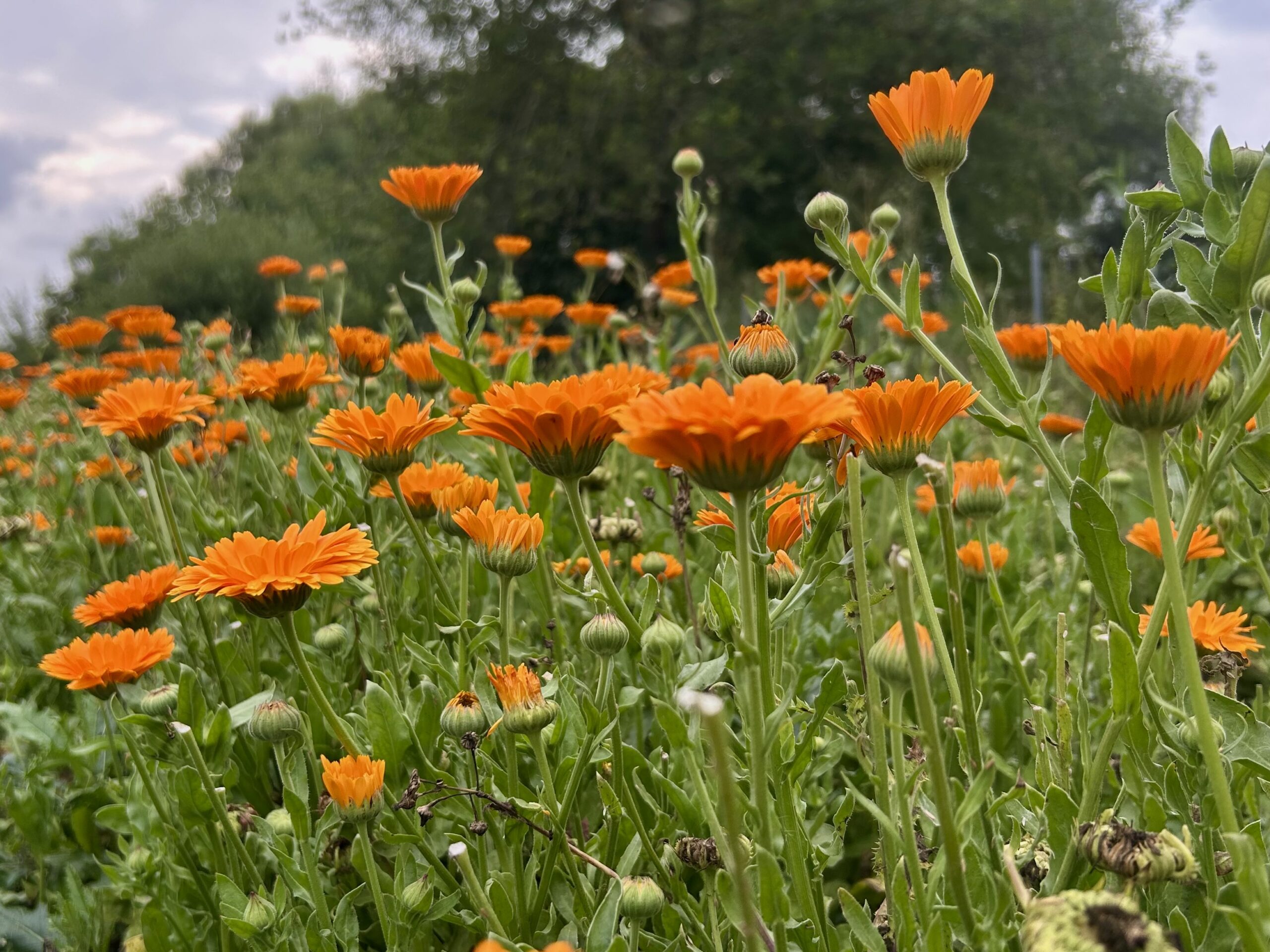 BIO Měsíček lékařský Orange dream - Obrázek 2
