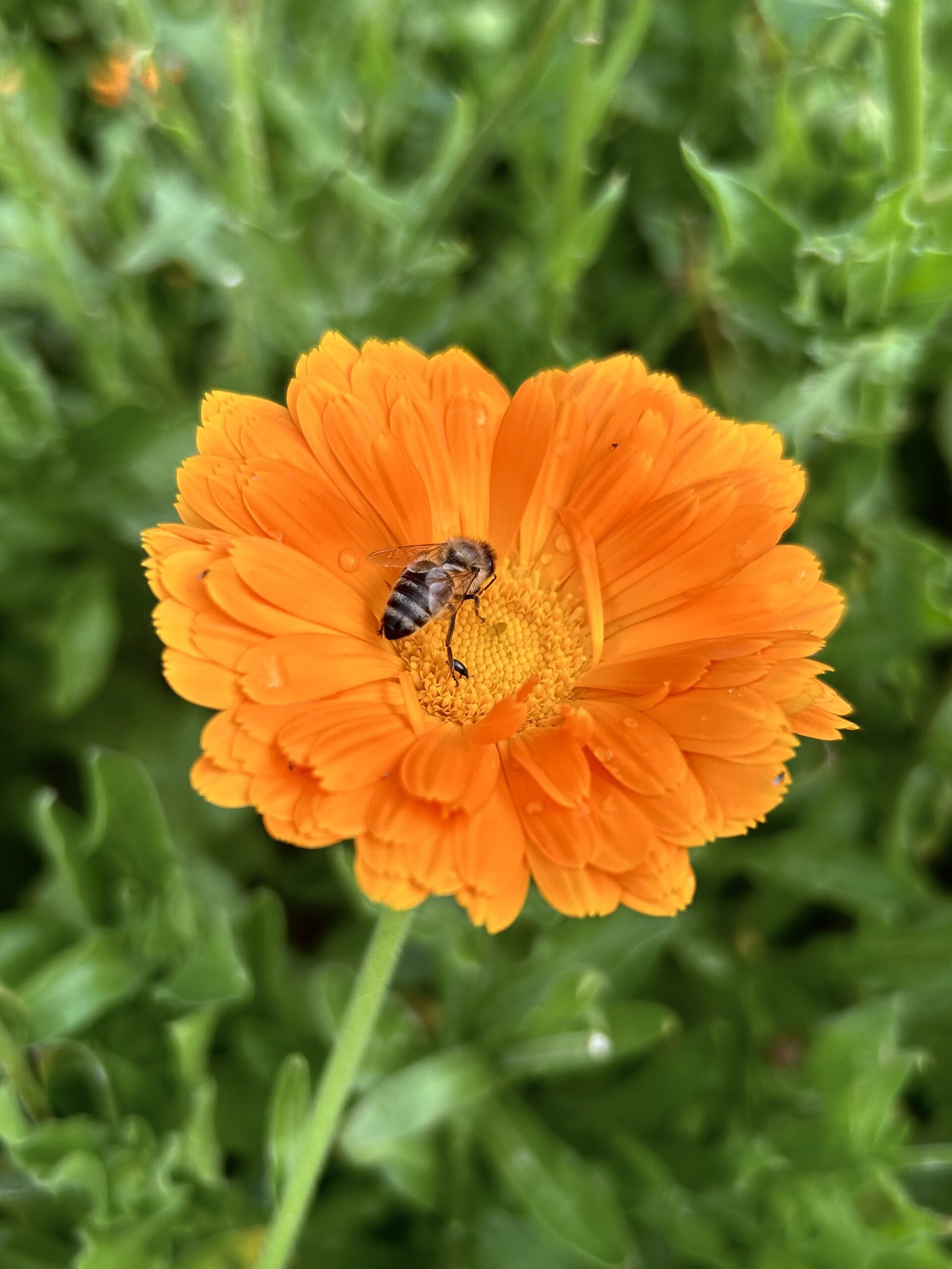 BIO Měsíček lékařský Orange dream - Obrázek 4