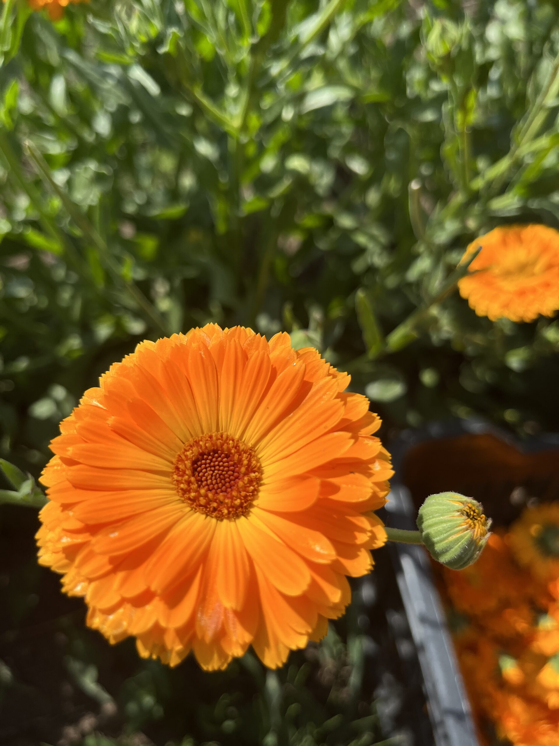 BIO Měsíček lékařský Orange dream - Obrázek 3