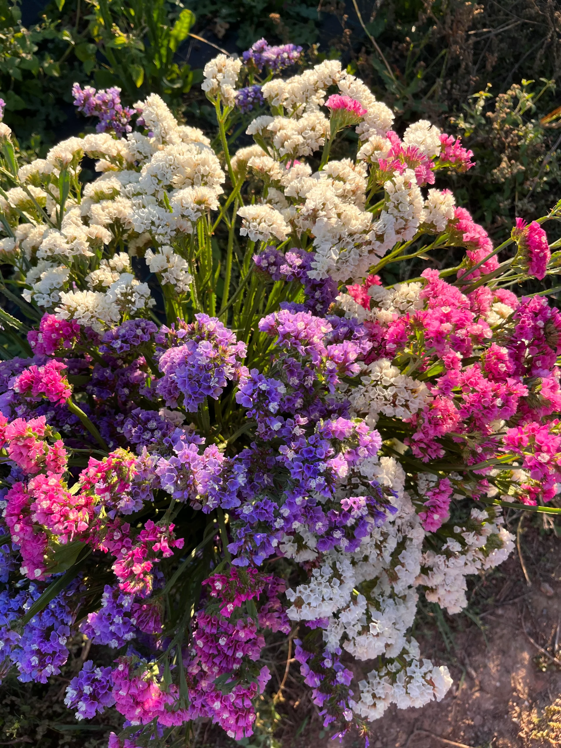 Statice Butterfly mix - Obrázek 3